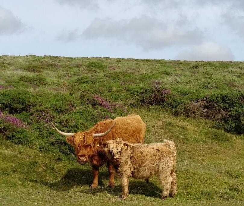 The Dairy - Quaint 1Br In Dartmoor National Park Villa Hennock ภายนอก รูปภาพ